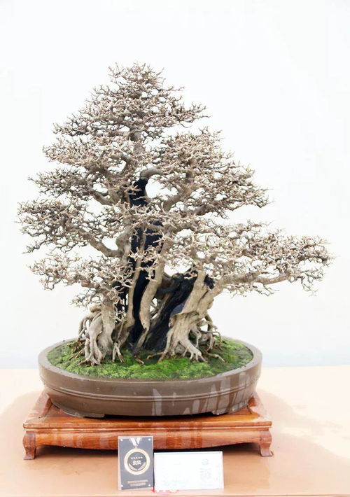 金獎作品來了 2019中國森林旅游節(jié) 全國精品盆景展